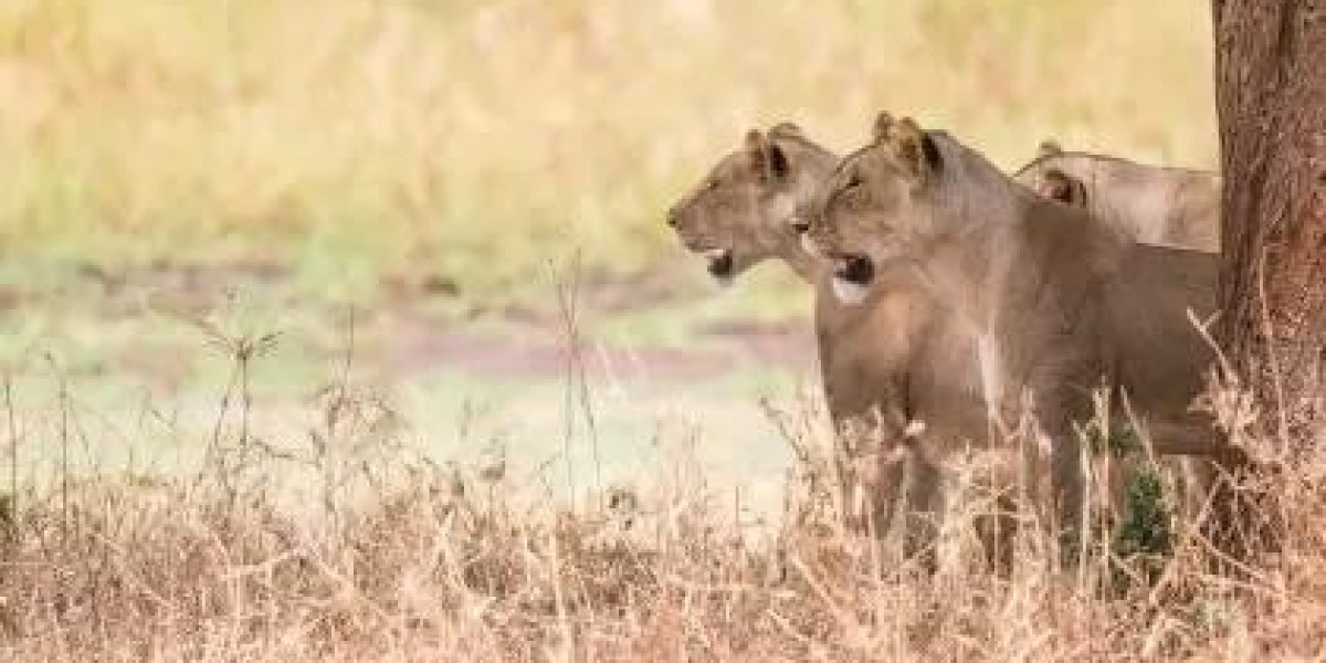 African Travel Your Trusted Partner for Unforgettable Tours Safari Africa Experiences