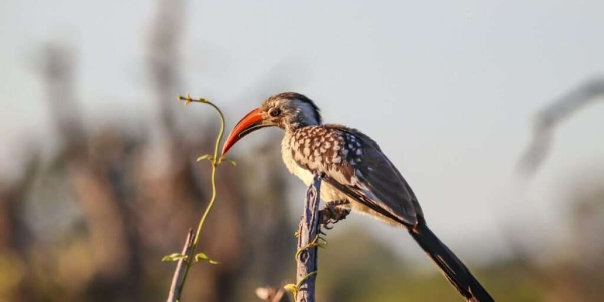The Best Country for Safari in Africa—Why Botswana Tops the List