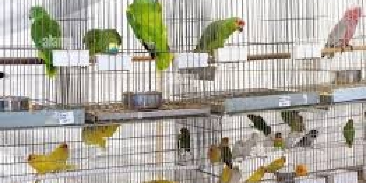 Parrot Sales Shop for Colorful Companion Birds