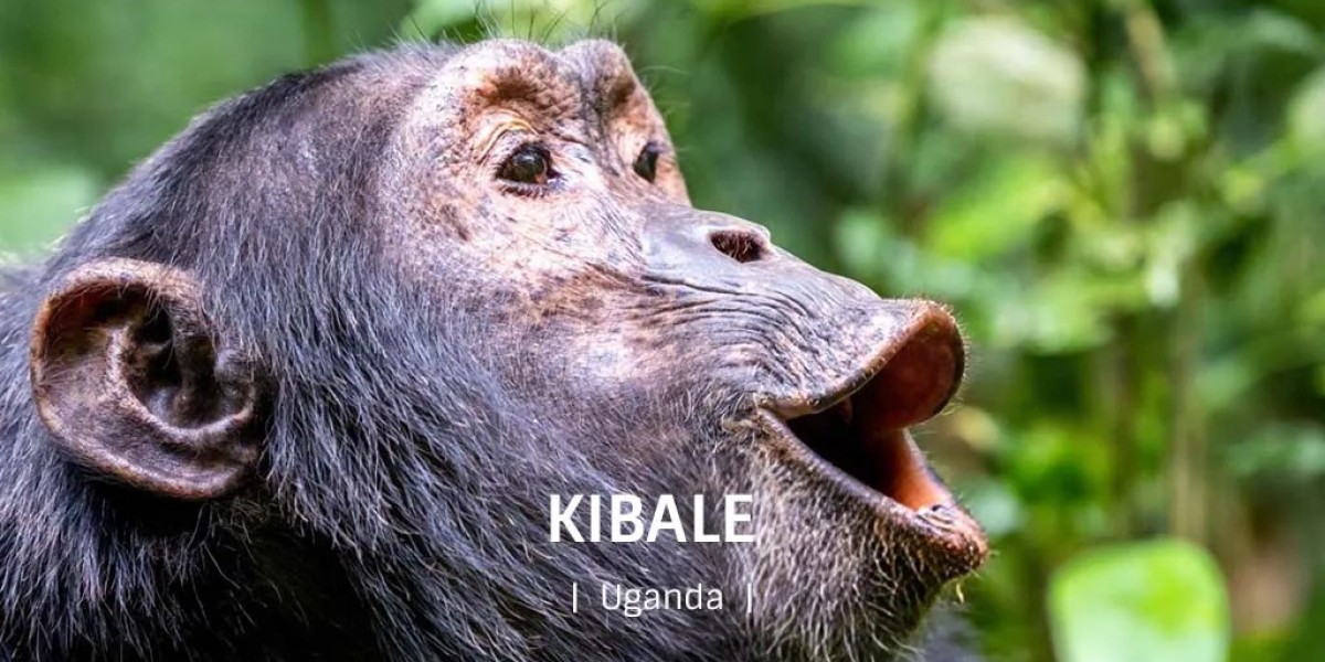 Chimpanzee Trekking Safaris 