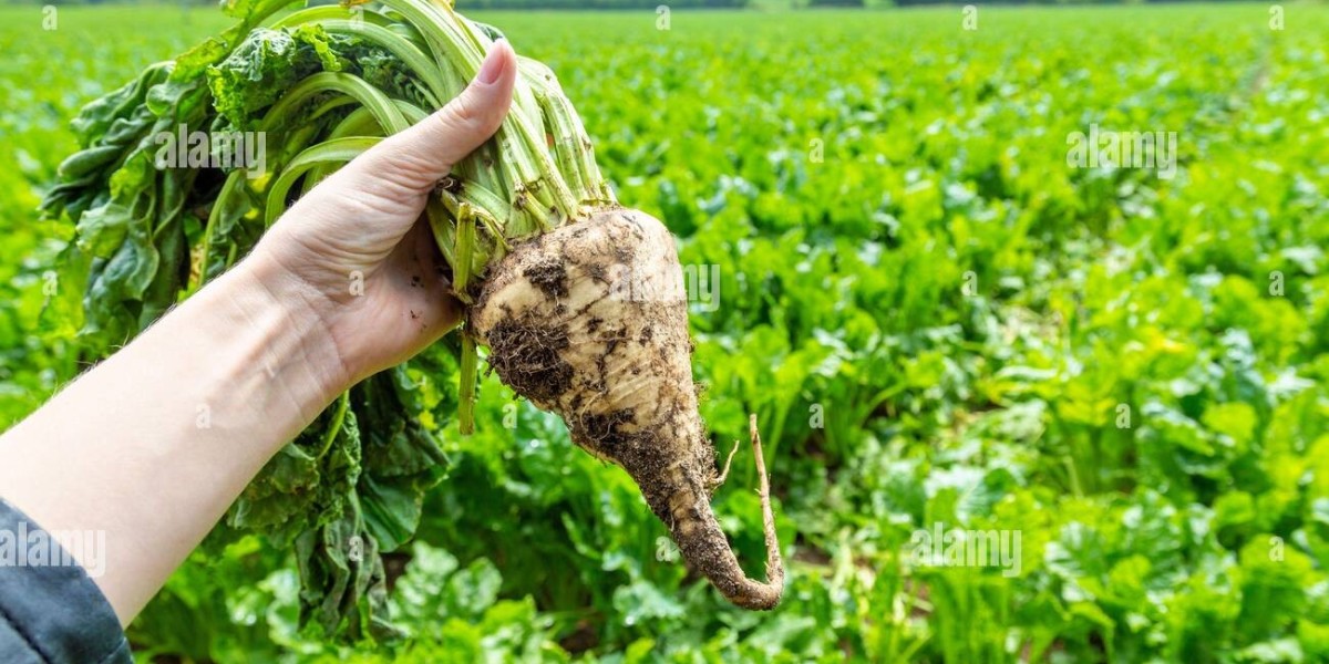 Top 20 Companies in United Kingdom Beet Sugar Market 2025: Preparing for the Unpredictable Future