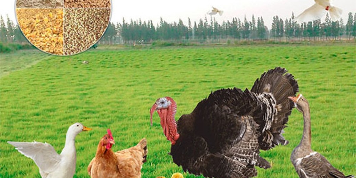 Top 20 Companies in North America Poultry Feed Market 2025: Market Study Report