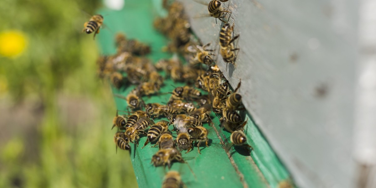 Best Ways to Handle Bees Infestations in Dubai
