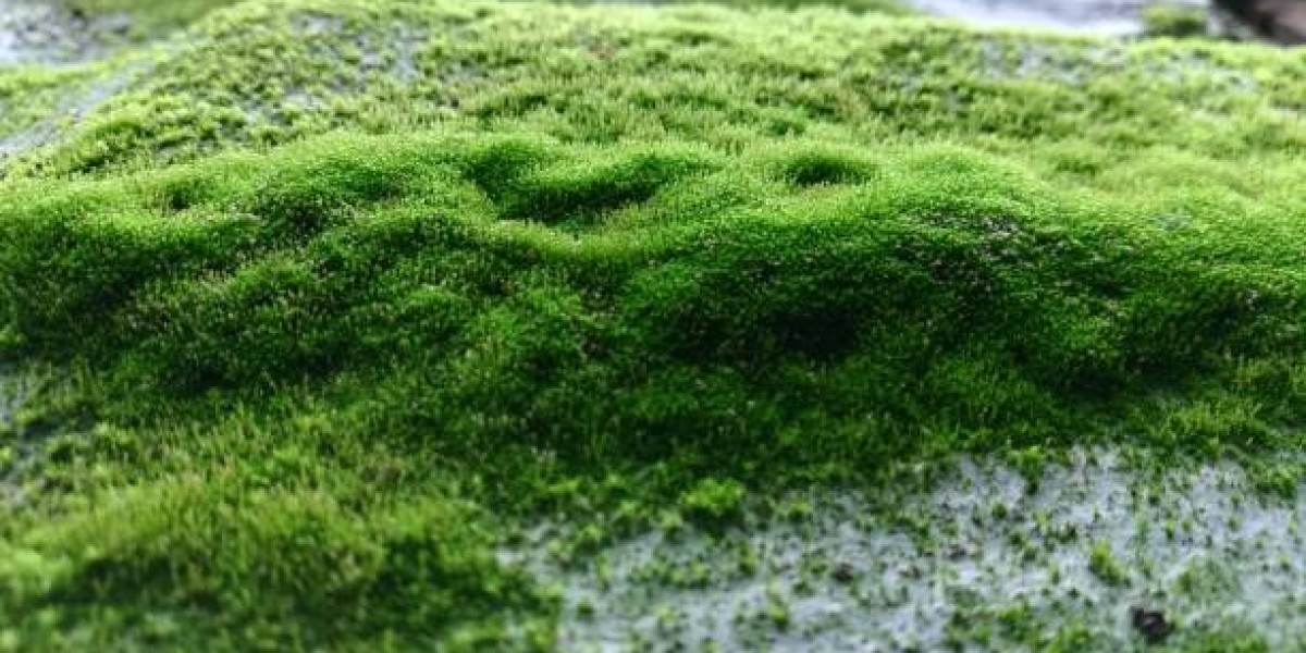 Seaweed Market Growth, Trends, and Forecast: Global Industry Outlook 2026–2032