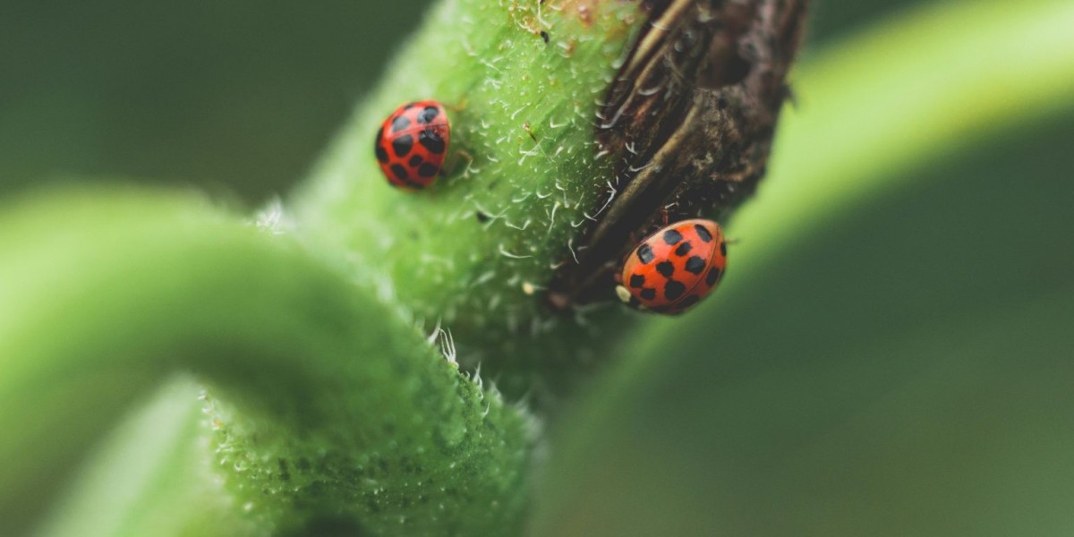Professional Beetles Control in Dubai – Trusted & Effective Pest Solutions by bestpestcontroldubai
