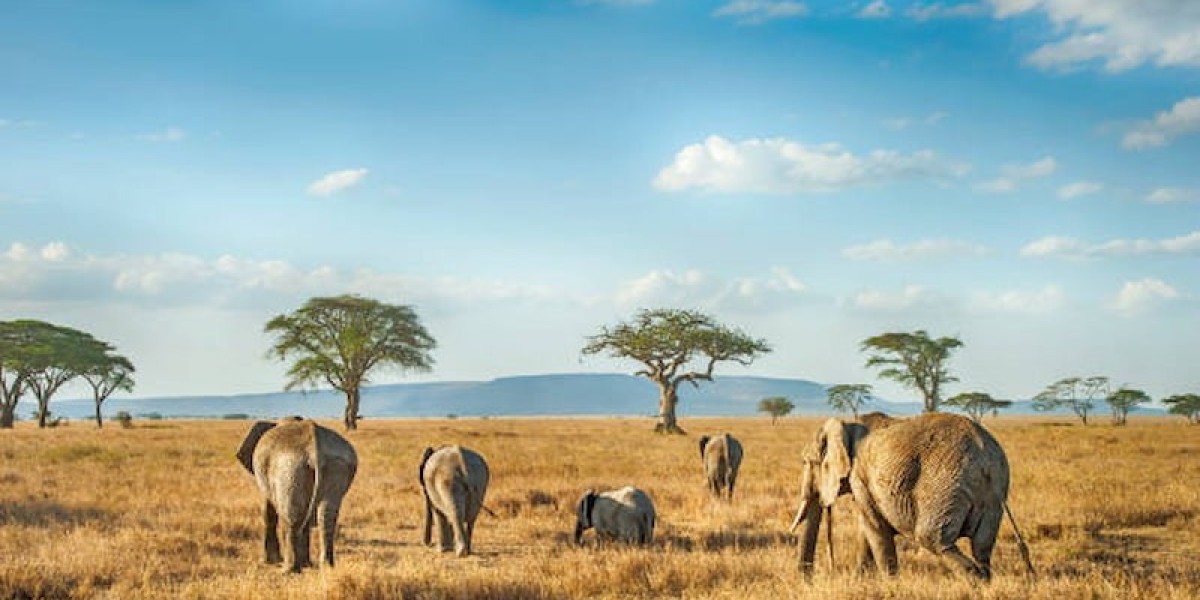 Tanzania Entry Rules Every Visitor Should Know