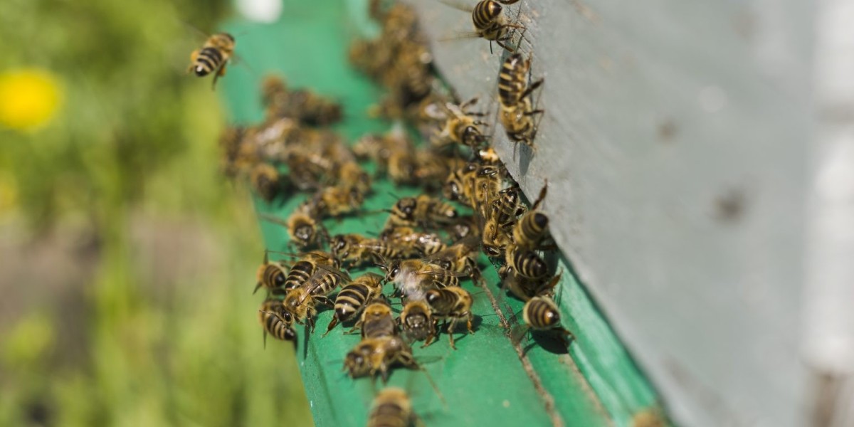 Safe and Professional Bees Control in Dubai: Protect Your Home Today