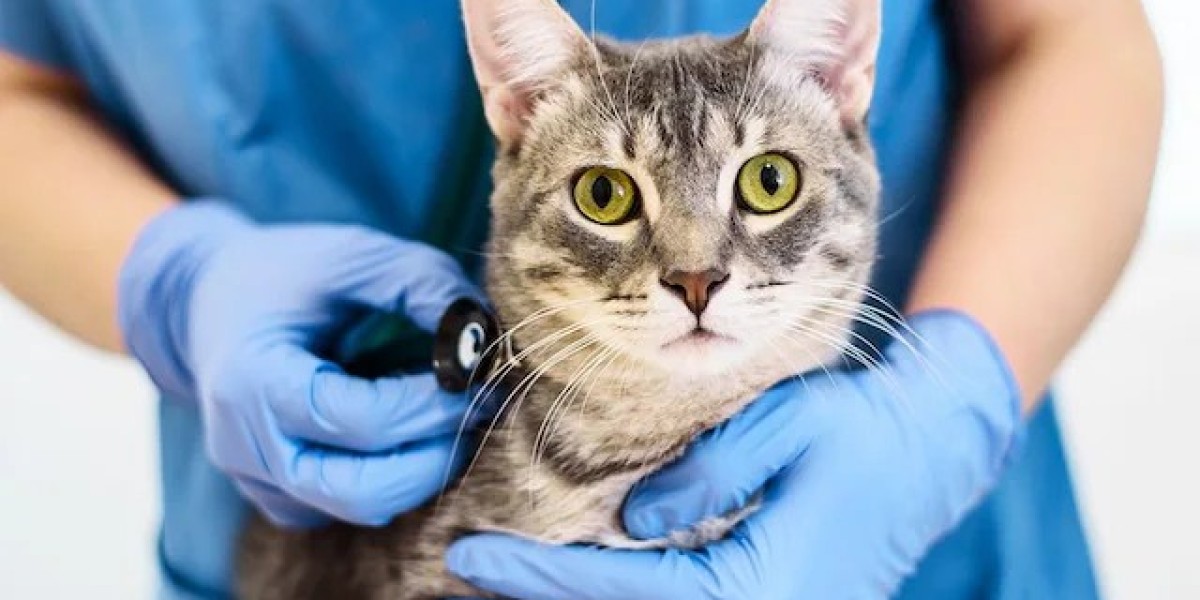 Europe Pet Care Market Revenue Trends and Growth Forecast 2034
