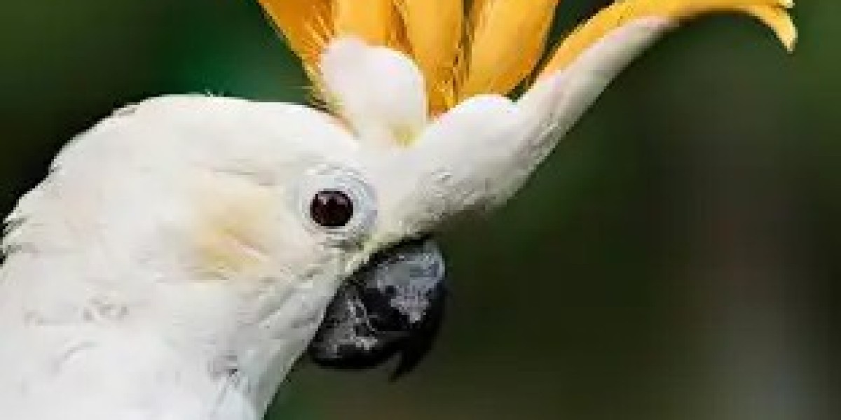 Understanding the Cockatoo Personality: A Charming Companion