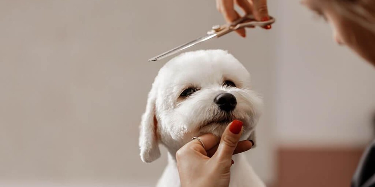 Dog Haircut Guide: Best Grooming Styles for Different Breeds