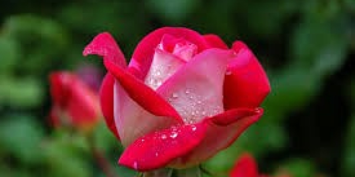 Commercial Garden Services Dorset – Professional Outdoor Maintenance Guide