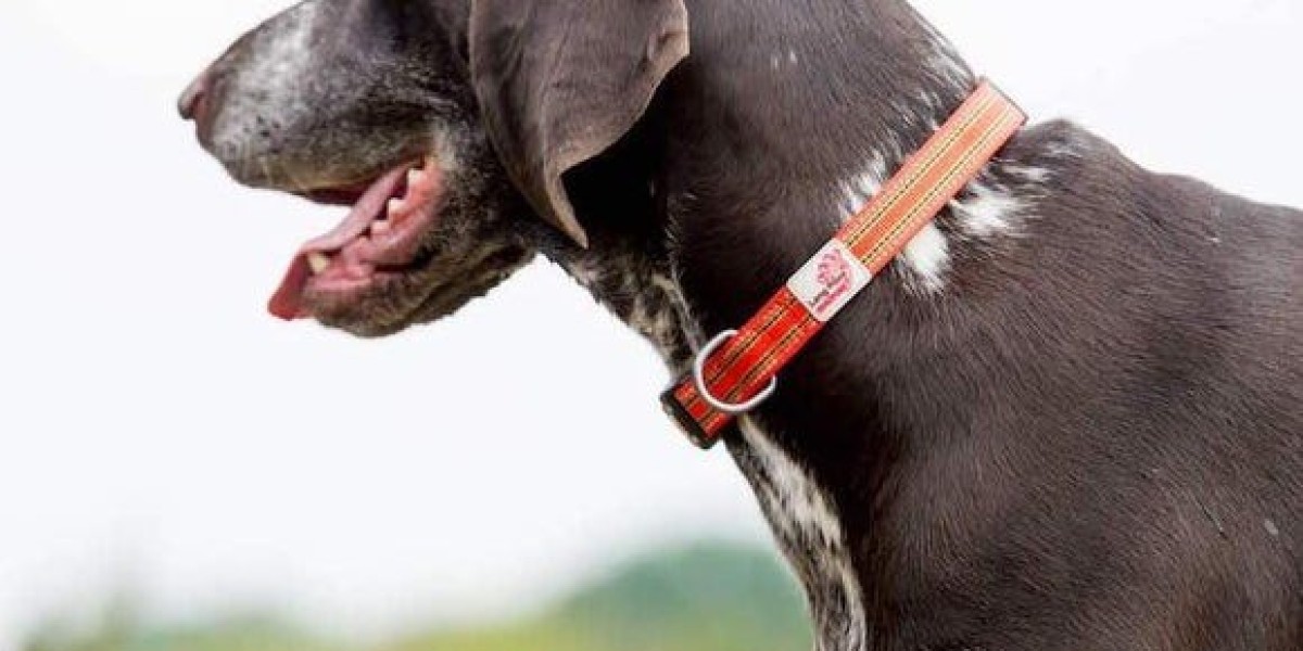 The Ultimate Guide to Choosing the Best Dog Essentials in the UK: From Dog Water Bottles to Harnesses