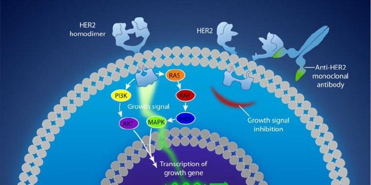 HER2 Antibodies Market to Reach US$ 15.7 Bn by 2034 Driven by Cancer Therapy Advances