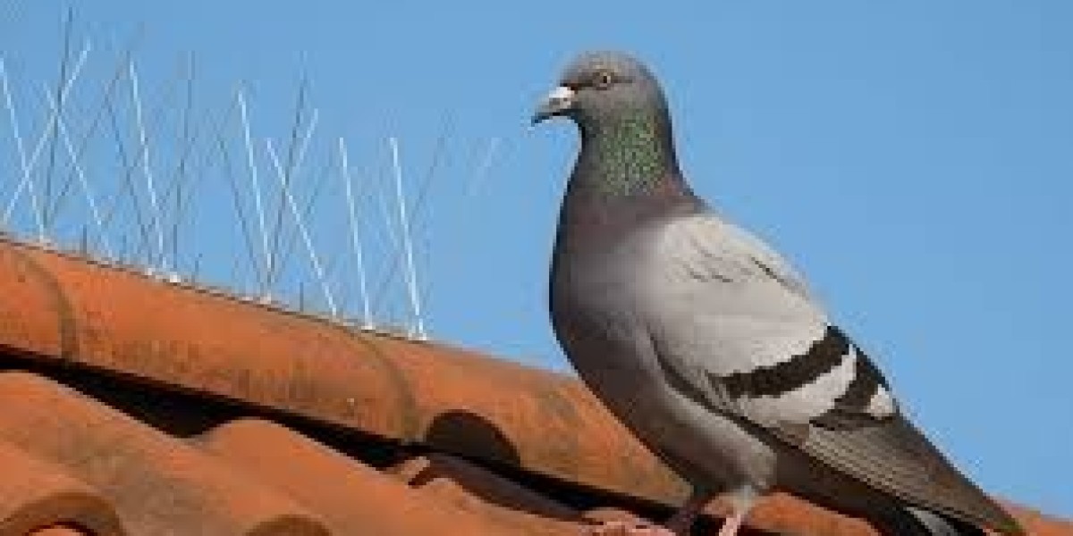 Best Bird Pest Control Melbourne for Safe and Lasting Results | Bird Control Melbourne