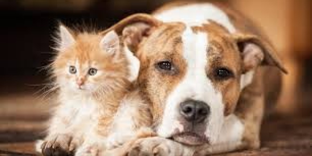 Pet Health Tools: Essential Tools Every Pet Owner Should Know