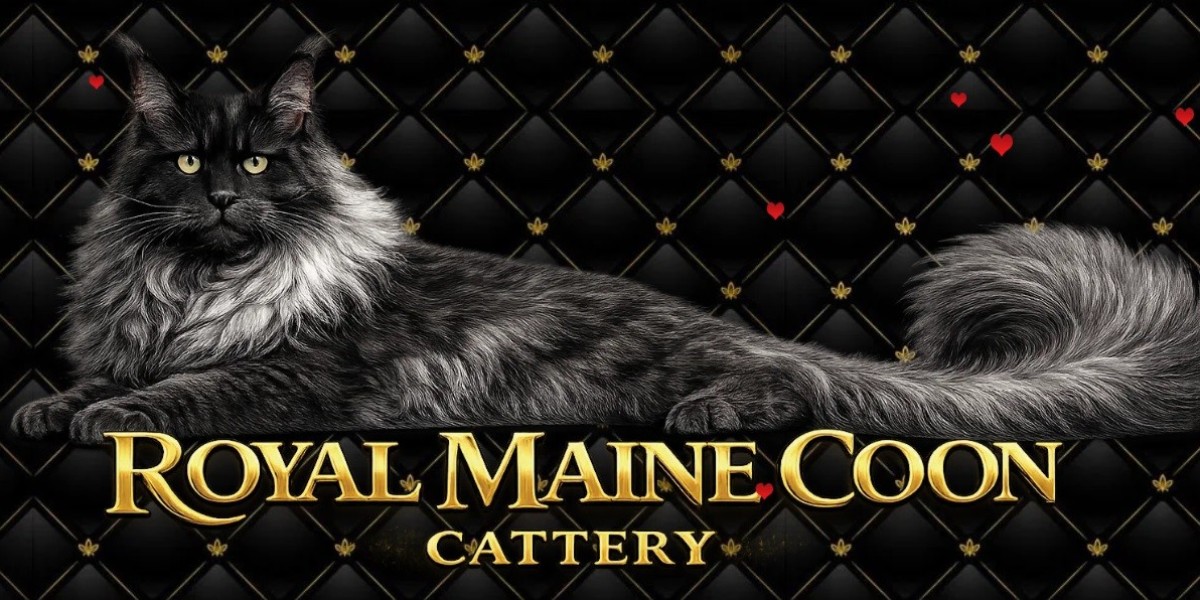 The Growing Demand For Maine Coon Kittens In The USA