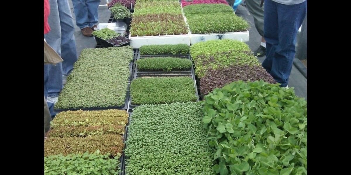 Microgreens Market Outlook with Rising Demand for Nutrient-Rich Foods