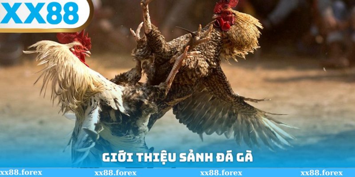 Trai Nghiem Khong Khi Soi Dong Cung Da Ga XX88
