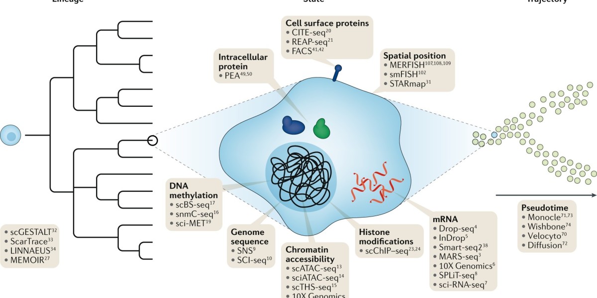 Single-cell Analysis Market Outlook 2034: Growth Driven by Precision Medicine