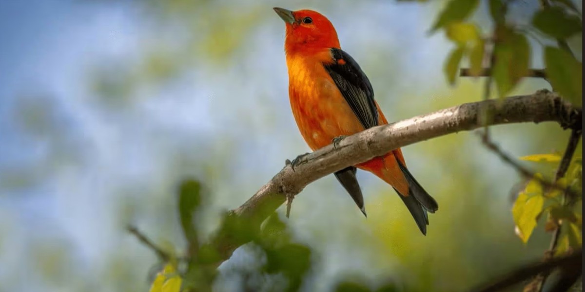 Professional Bird Removal Services: Keep Your Property Safe