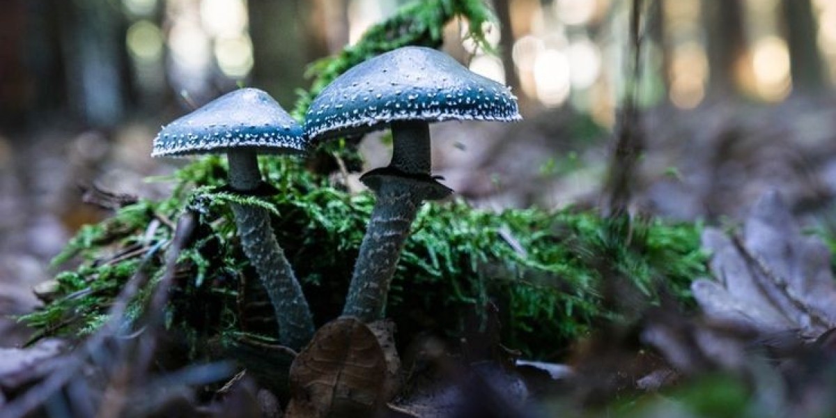 “Healthy Eating Trends Fueling the Germany Mushroom Market”