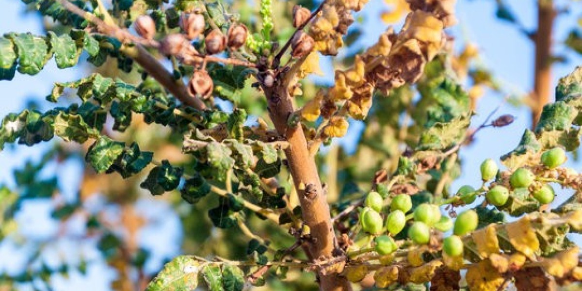 “Boswellia Rising: Exploring Growth Opportunities in the Natural Health Industry”