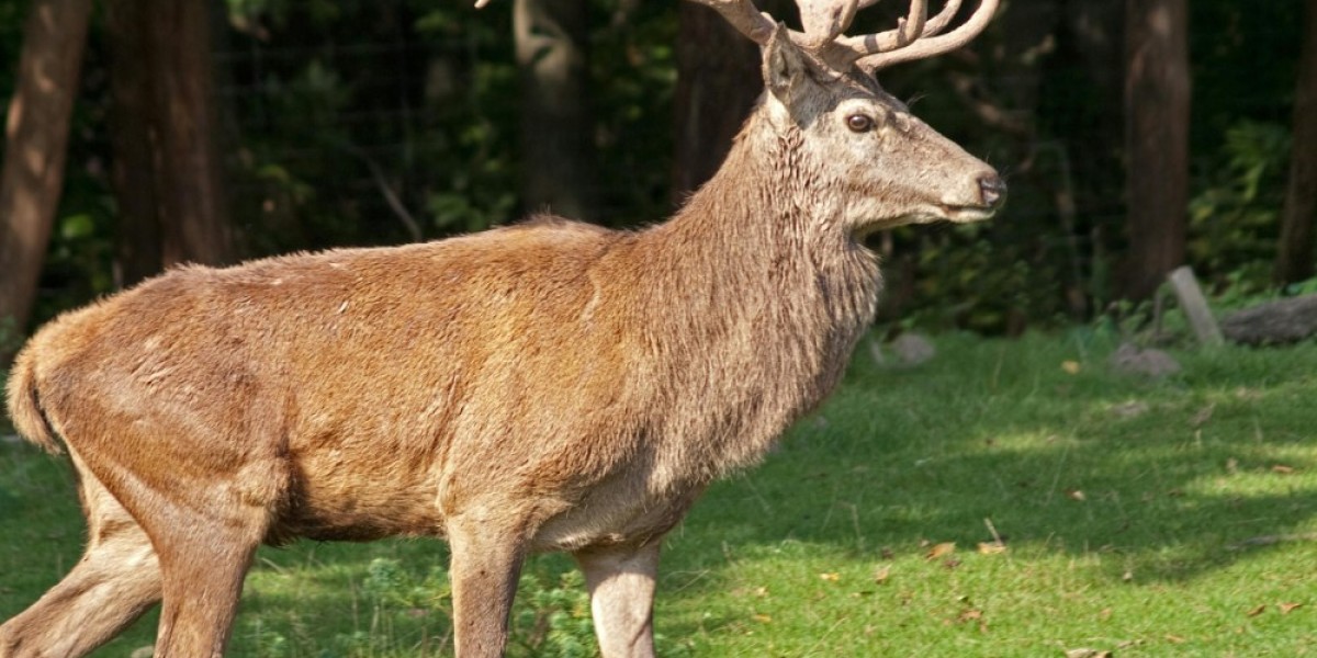 Protect Your Landscape with Expert Deer Control | Horhut Tree Experts