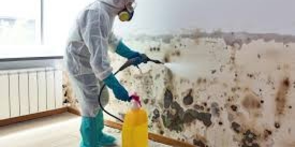 Professional Mold Testing in Orlando FL | Accurate & Reliable Experts
