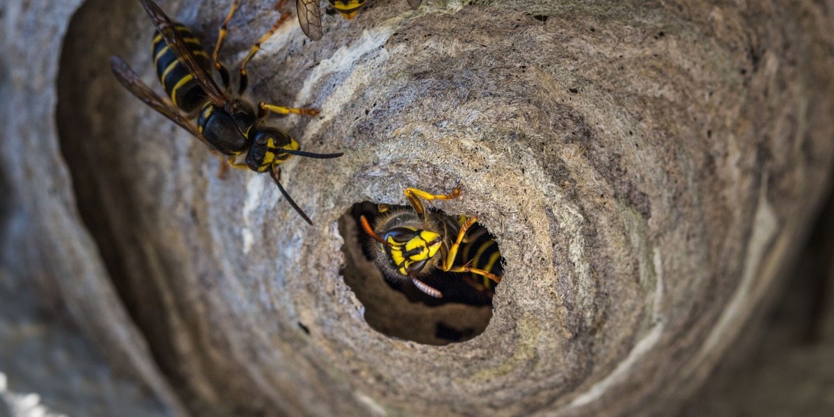 Expert Wasp Nest Removal Bromley Home Solutions