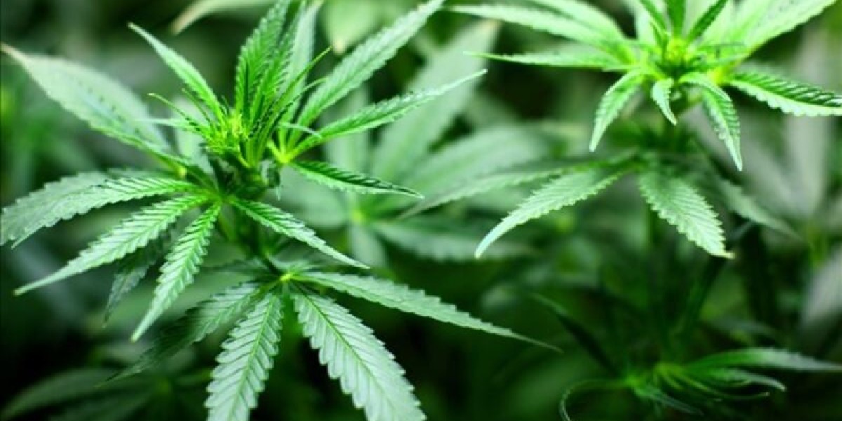 Dispensary in Anchorage AK | Trusted Cannabis Shop