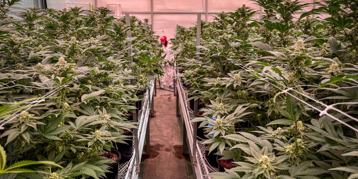 High Quality Cannabis Products in O’Fallon Guide