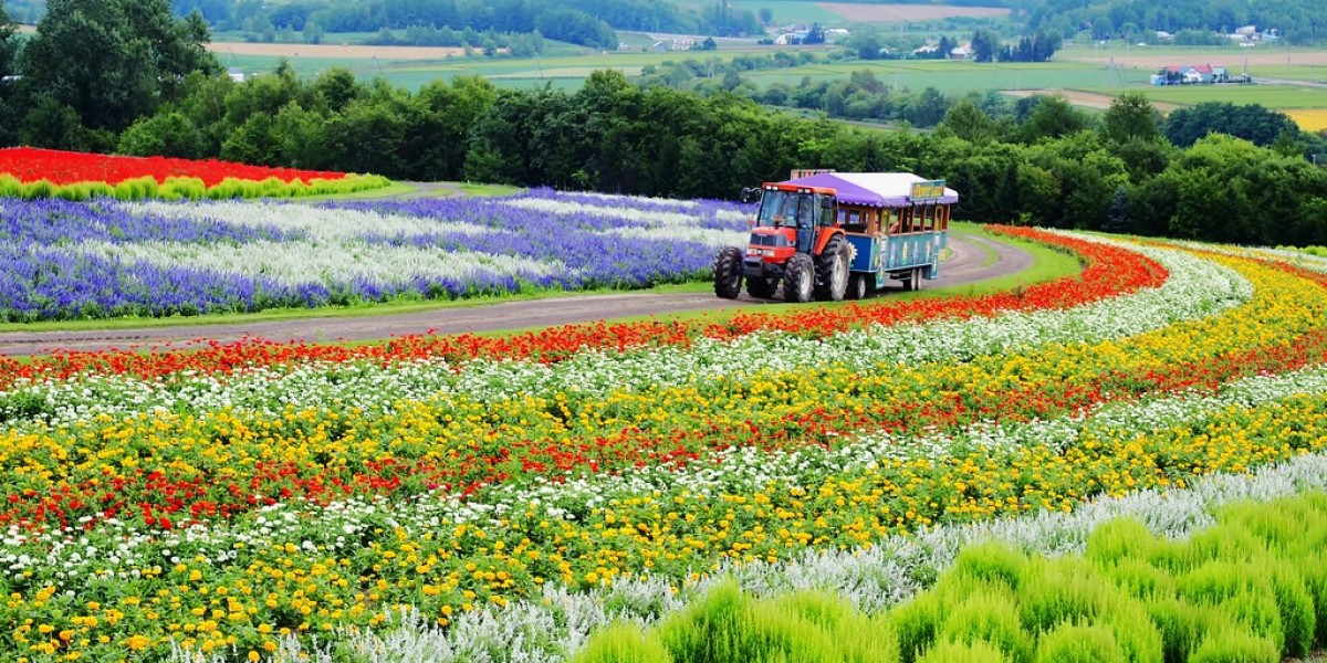 Japan Agritourism Market Trends: Harvesting Growth in Rural Tourism