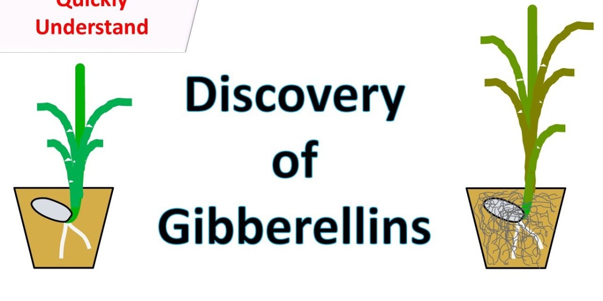 China Gibberellins Market Size