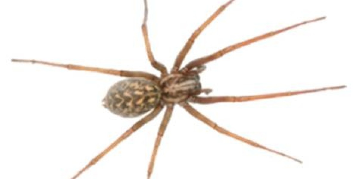 What You Should Know About Summer Pests?