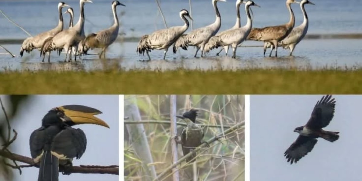Jawai Bandh Dam: History, Birds & Visitor Guide