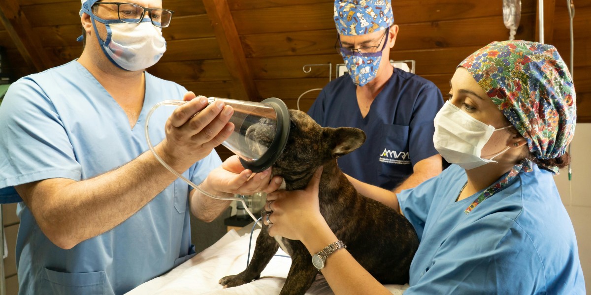 Growing Pet Adoption Fuels Demand in the Global Veterinary Anesthesia Market