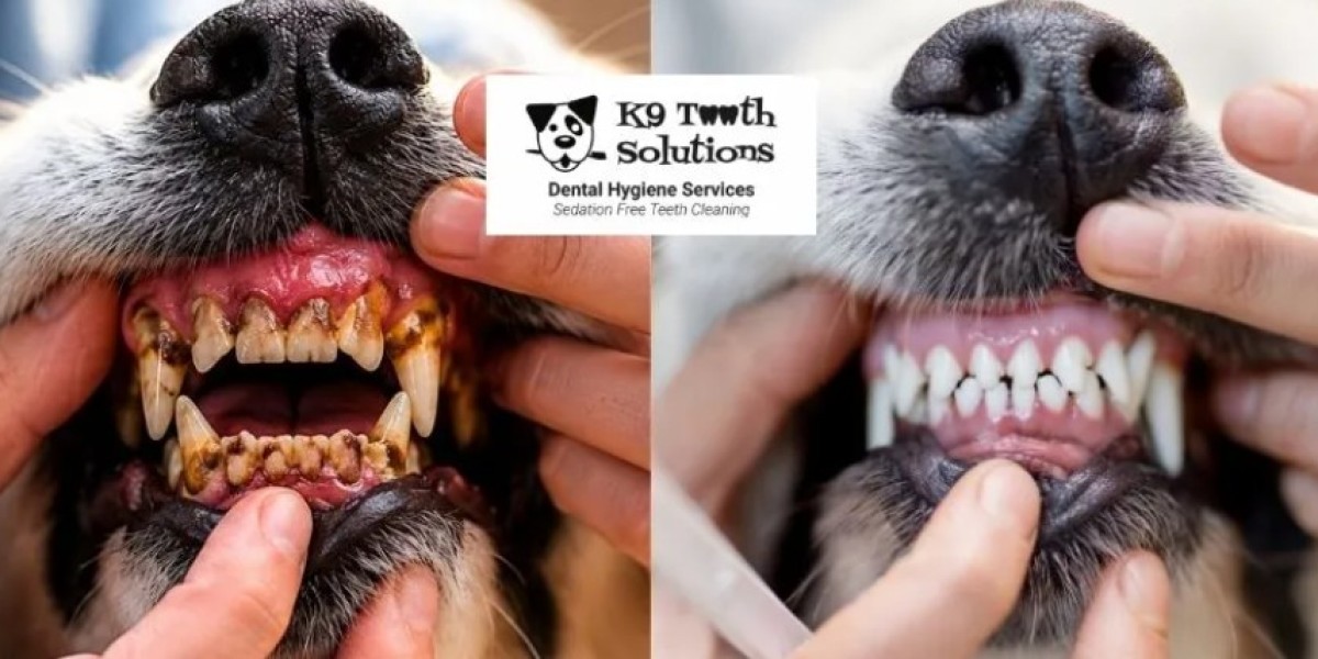 The Importance of Dog Teeth Cleaning for Your Pet’s Health
