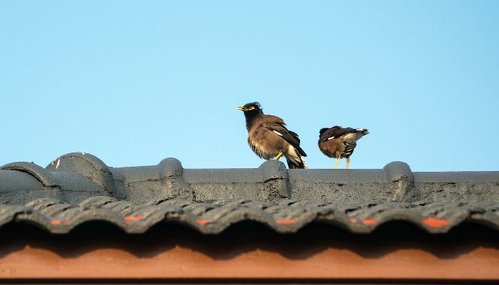 Bird Repellent Melbourne| Bird Control Melbourne