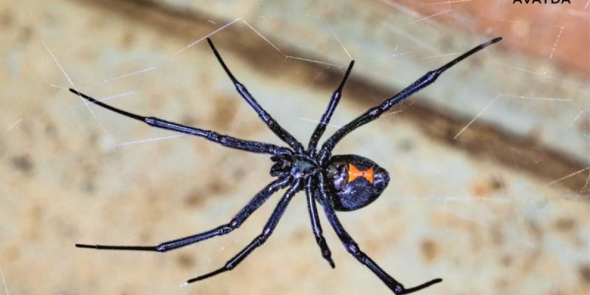 Pest Control Solutions: Finding Answers to Commonly Asked Questions