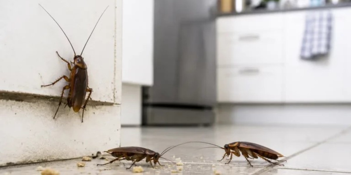 Why Tom’s Pest Control Canberra Is the Best Choice for Cockroach Control Canberra Services