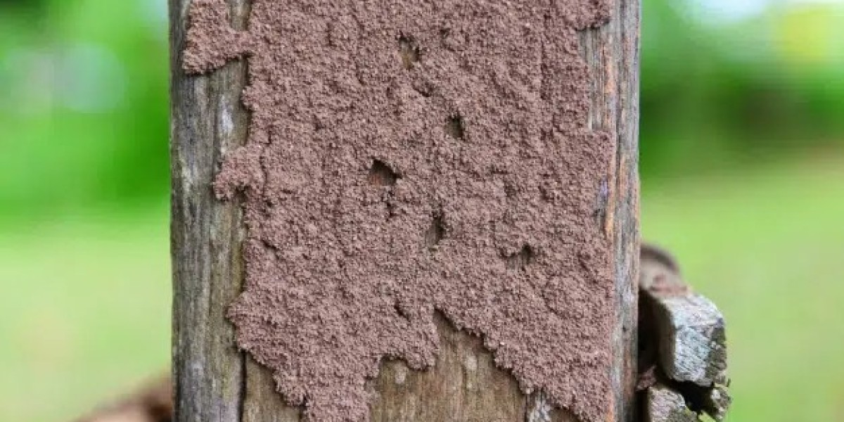 How Pest Inspection Brisbane Services Help Protect Homes with Tom’s Pest Control Brisbane and Effective Termite Barrier 