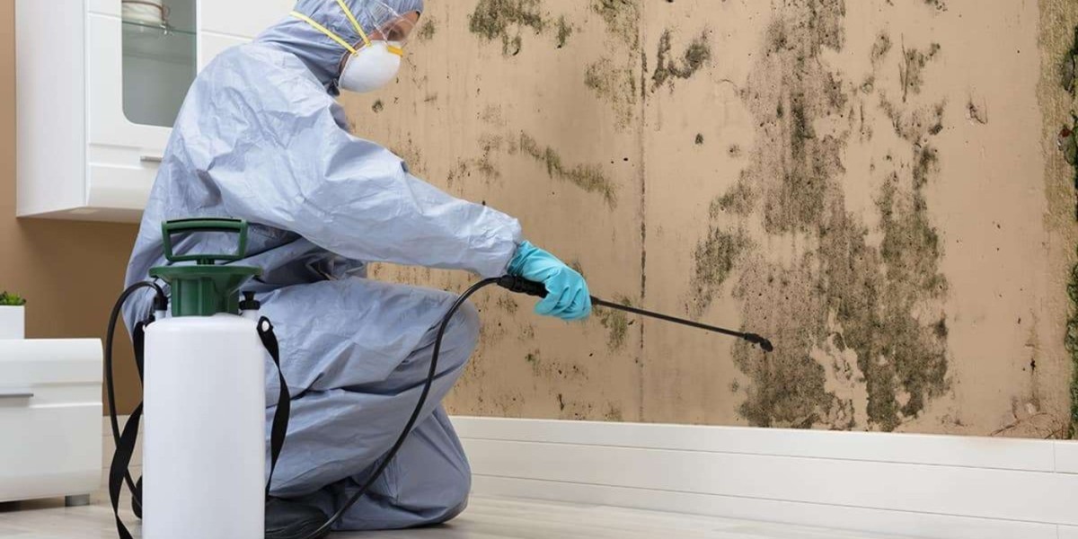 Mold Removal Olympia: Protect Your Home from Dangerous Mold Growth