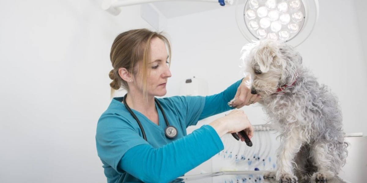 How to Check Your Dog for Ticks to Prevent Paralysis