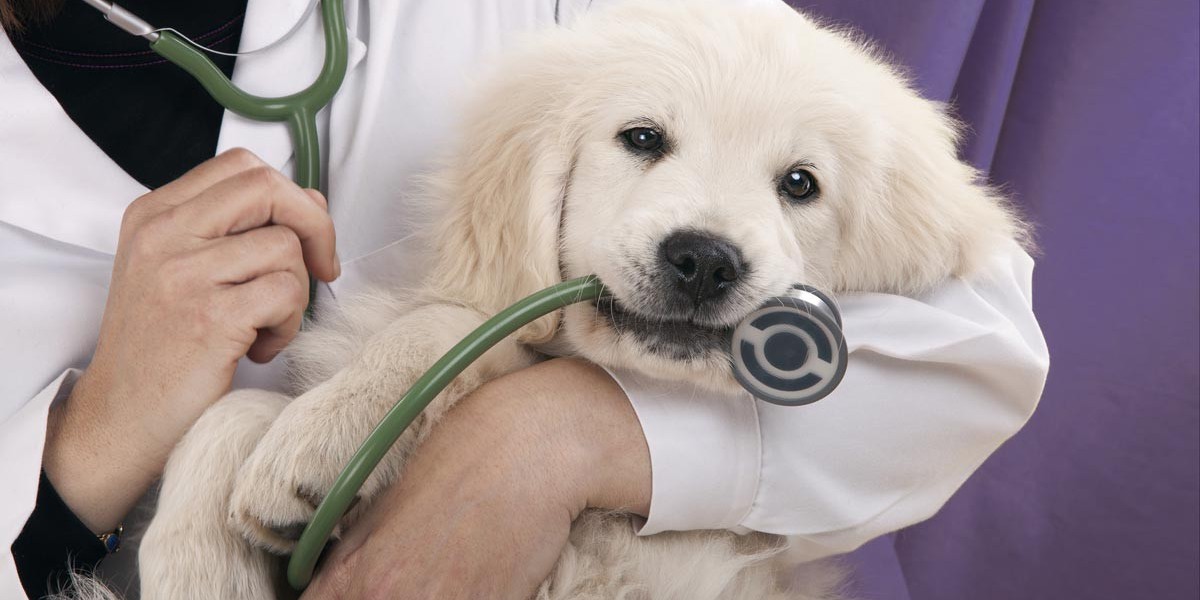 What to Expect During a Pet Vet Euthanasia Appointment
