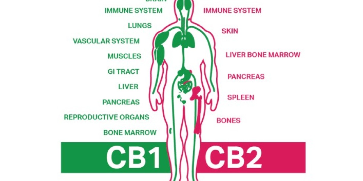 What Is the Endocannabinoid System? Your Body's Master Regulatory Network