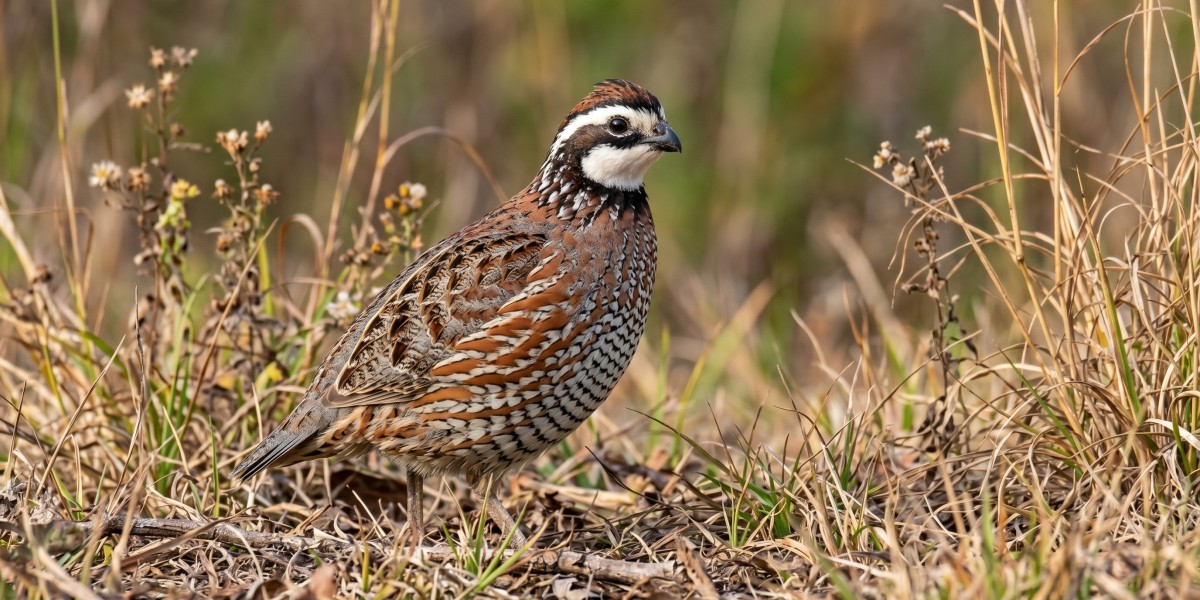 Bobwhite Quail Egg Incubation: Key Factors That Influence Hatch Success