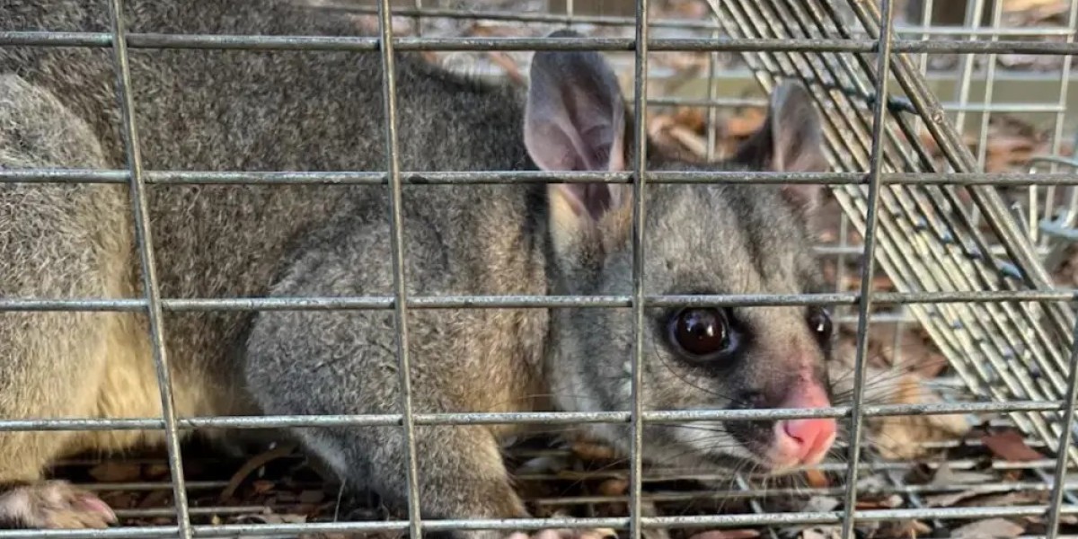 Protect Your Property From Nocturnal Damage With Possum Control Services in Brisbane by Tom's Pest Control Brisbane