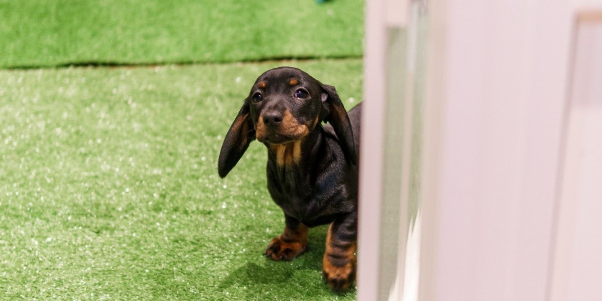 Why Puppy Yoga Is Growing in Popularity despite Recent Criticism