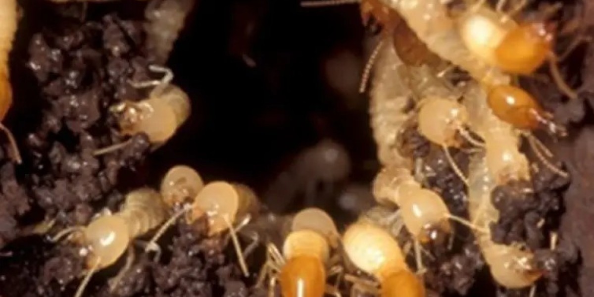 Essential Guide to termite control in Adelaide by Tom's Pest control Adelaide for Reliable pest control Adelaide Pr