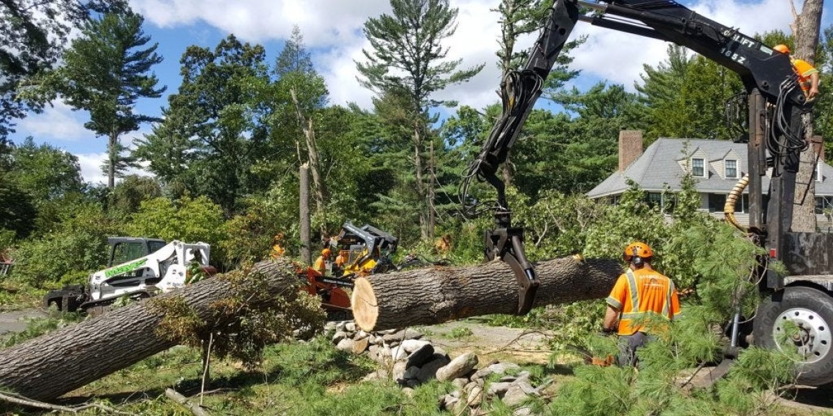 Preventing Property Damage Through Professional Tree Removal Services